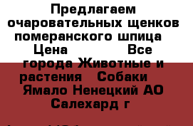 Предлагаем очаровательных щенков померанского шпица › Цена ­ 15 000 - Все города Животные и растения » Собаки   . Ямало-Ненецкий АО,Салехард г.